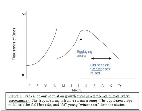 Old bee life curve