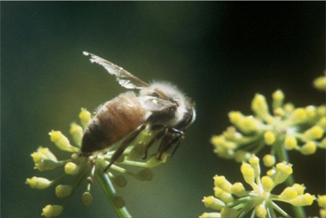Aged forager bee