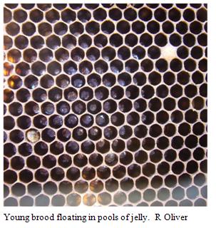 Young brood