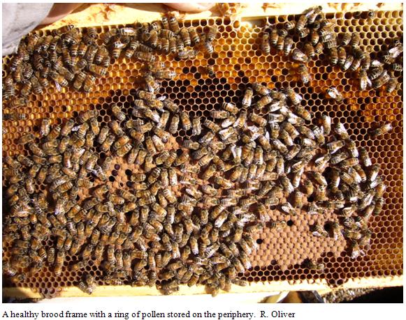 Healthy brood frame