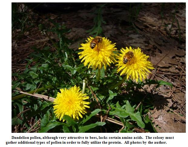 Dandelion pollen
