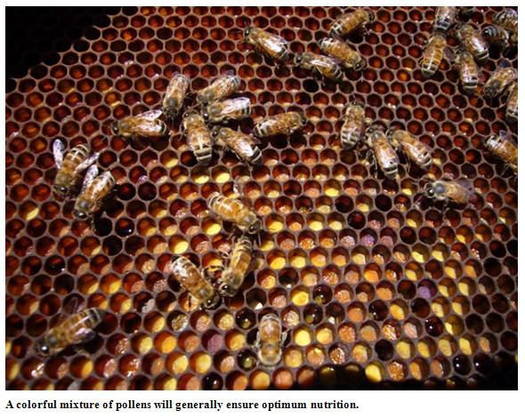 Mixture of pollens