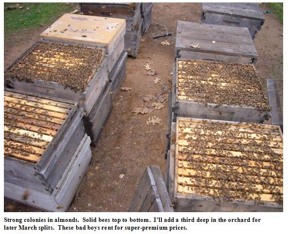 Strong colonies in almonds