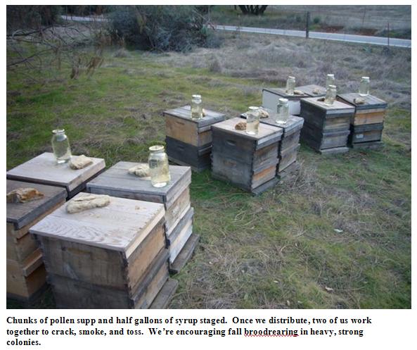 Pollen supp and syrup staged