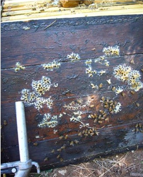 Underside of hive cover