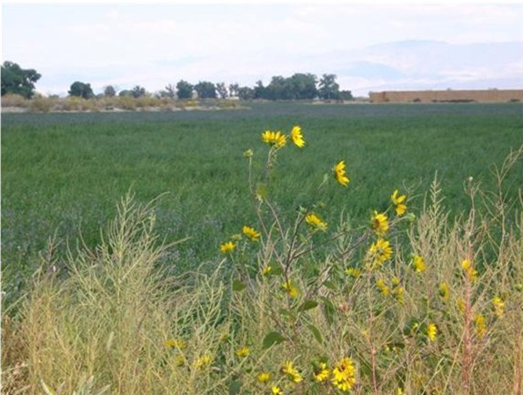 Alfalfa in bloom