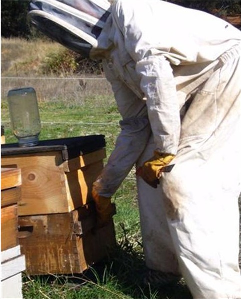 Hefting a colony for weight