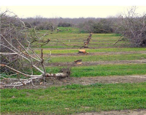Almond orchard being 