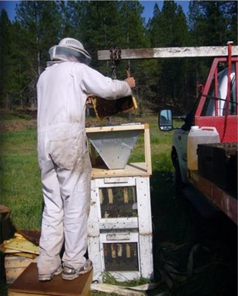 Shaking bees into a bulk cage