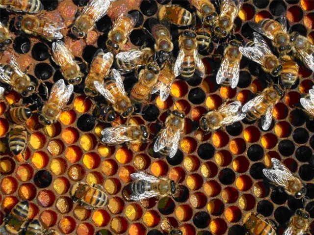 Bees Consuming Contaminated Pollen?