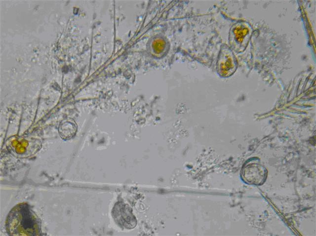 World of microscopy