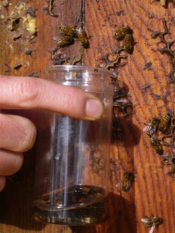 Scraping bees from inside lid