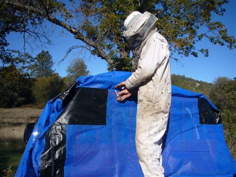 Collecting a sample of bees
