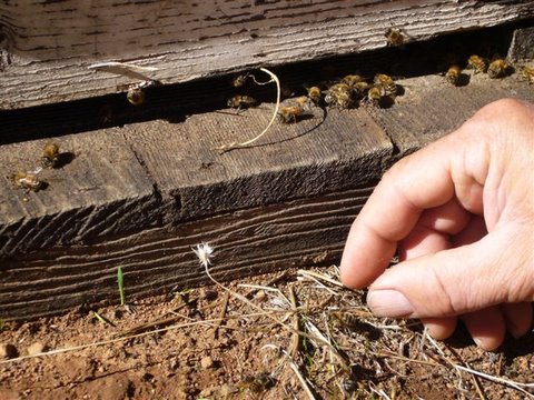 Pick up crawler bees