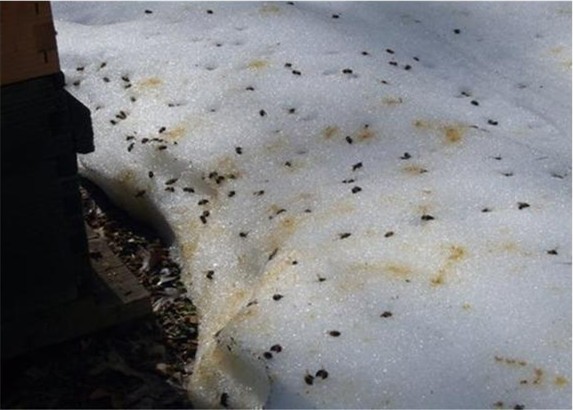 Cold weather disease