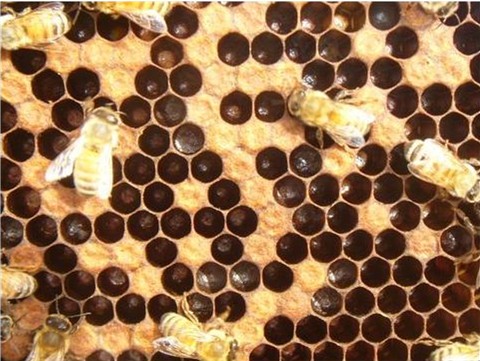 Entombed pollen
