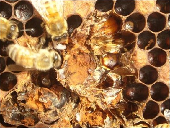 Cell opened with a hive tool