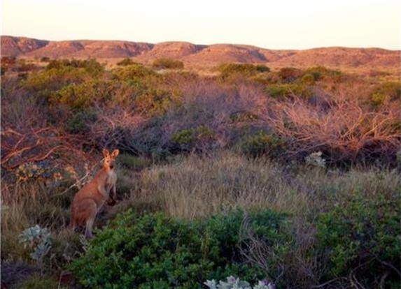Kangaroo