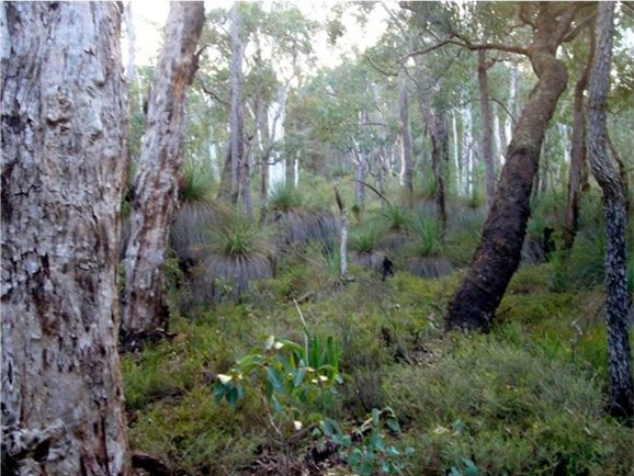 Jarrah Forest
