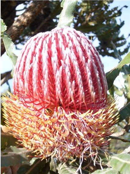 Banksia