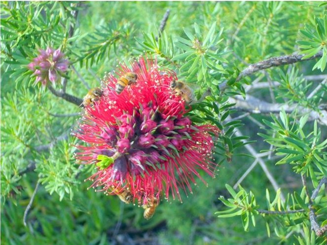 Kunzea baxterii