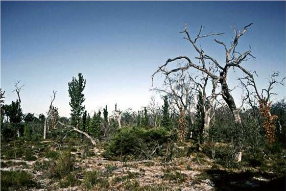 Phylophthora damage