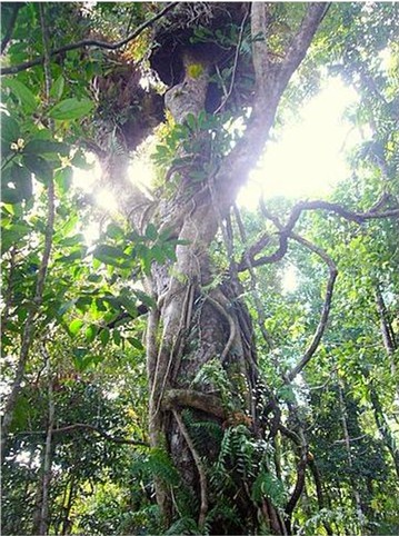 Vines and epiphytes