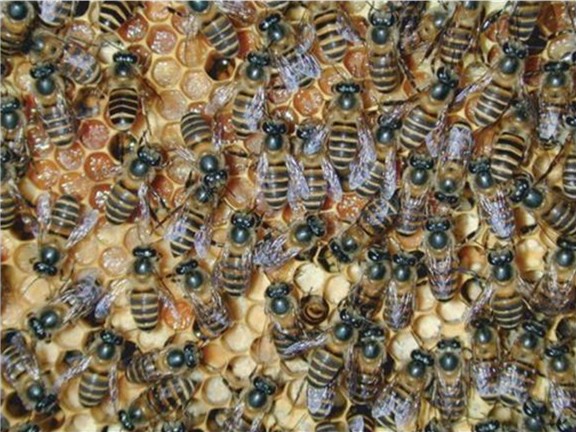 Asian bee