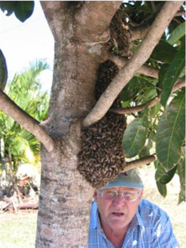 Asian honey bees