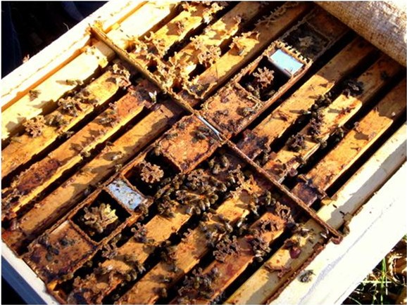 A close-up of one of Kirk's 4-way nucs