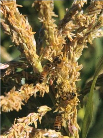 Bees collecting pollen from corn tassels