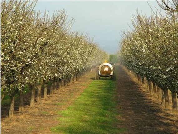 Prune grower spraying a fungicide