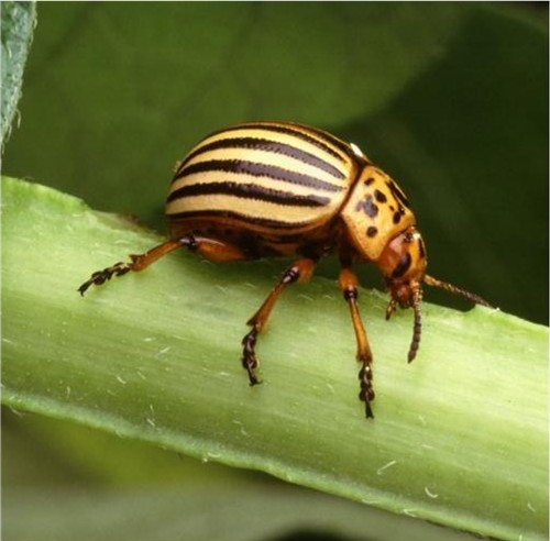 Colorado potato beetle