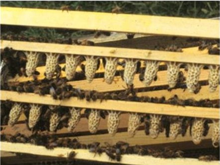 Effects of miticides on queens and drones