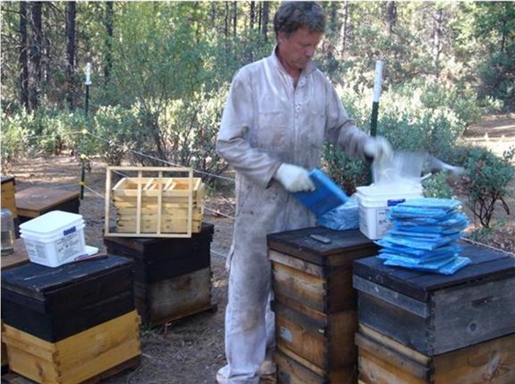 The author applying Mite Away II pads