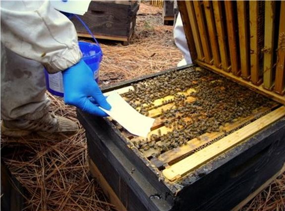 Applying Apiguard thymol gel