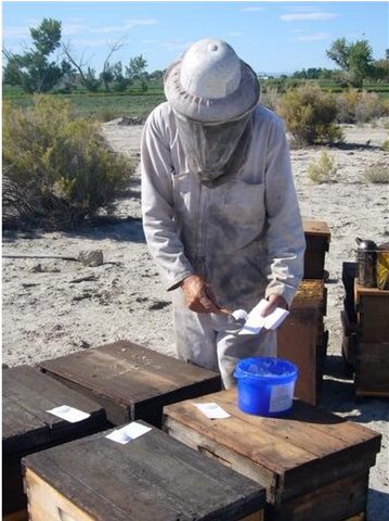 Pre-measuring Apiguard with a hive tool