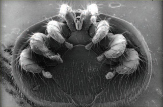 Varroa mite