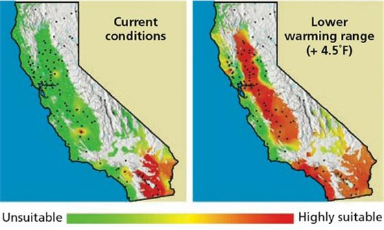 Projected range expansion of pink bollworm in California