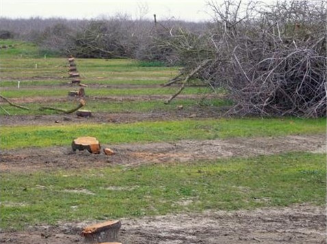 An older almond orchard being