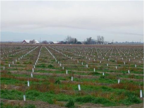 A young orchard