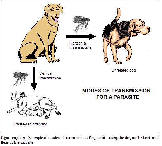 Example of modes of transmission of a parasite, using the dog as the host, and Example of modes of transmission of a parasite, using the dog as the host, and