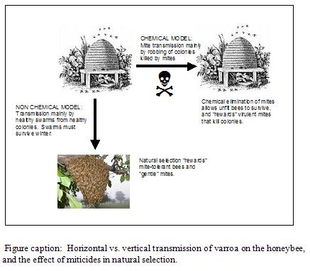 Horizontal vs. vertical transmission of varroa on the honeybee,