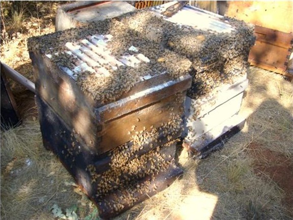 2 colonies several minutes after dusting
