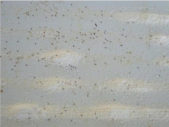 View of 10-min mite drop