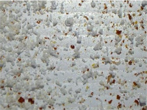 View of sugar at 21-hrs